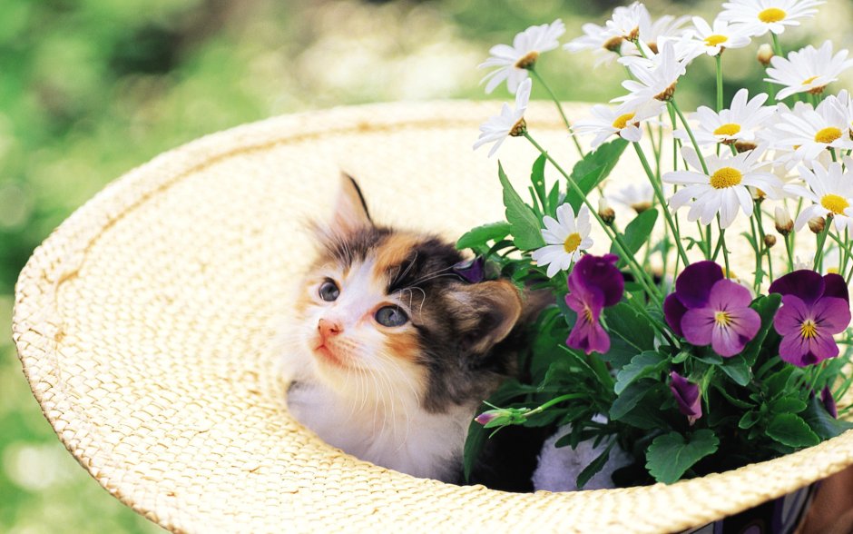 Котенок с цветочком