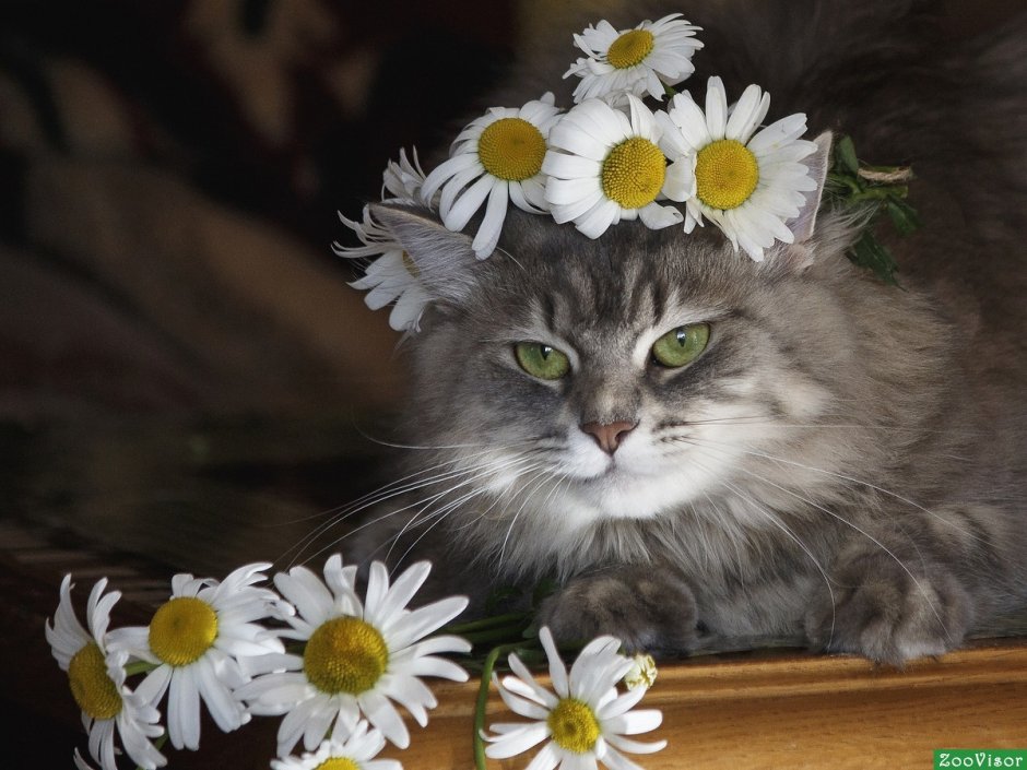 Кошка в ромашках