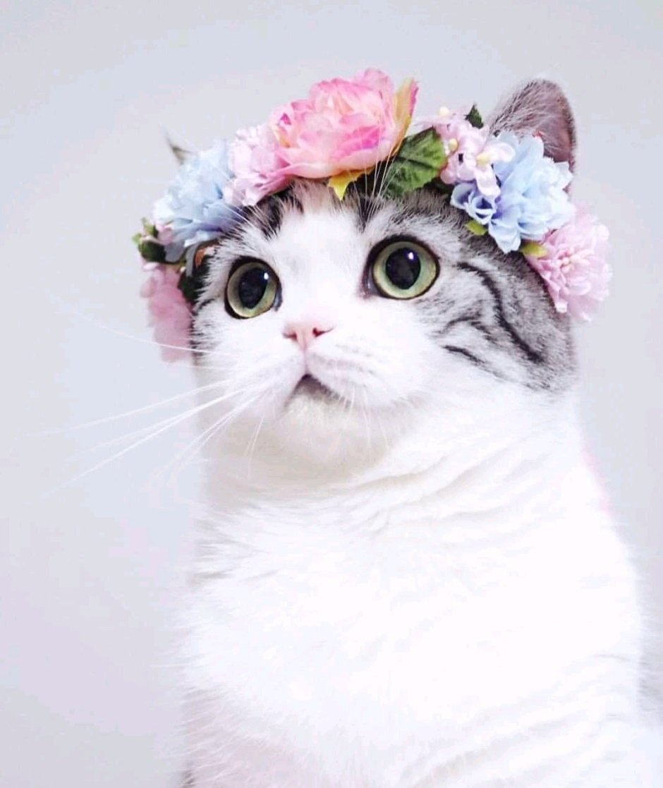 Милые котята с веночком