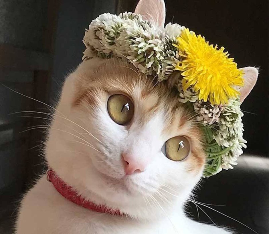 Кошка в венке из цветов