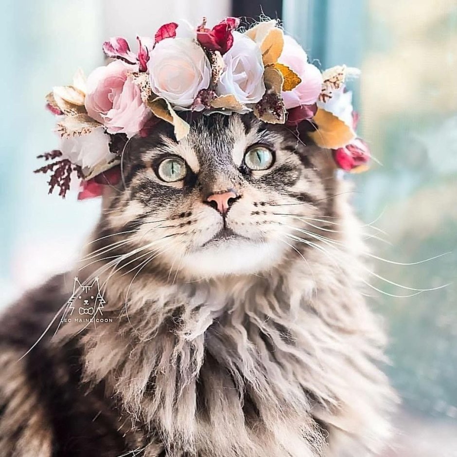 Кошка в венке из цветов