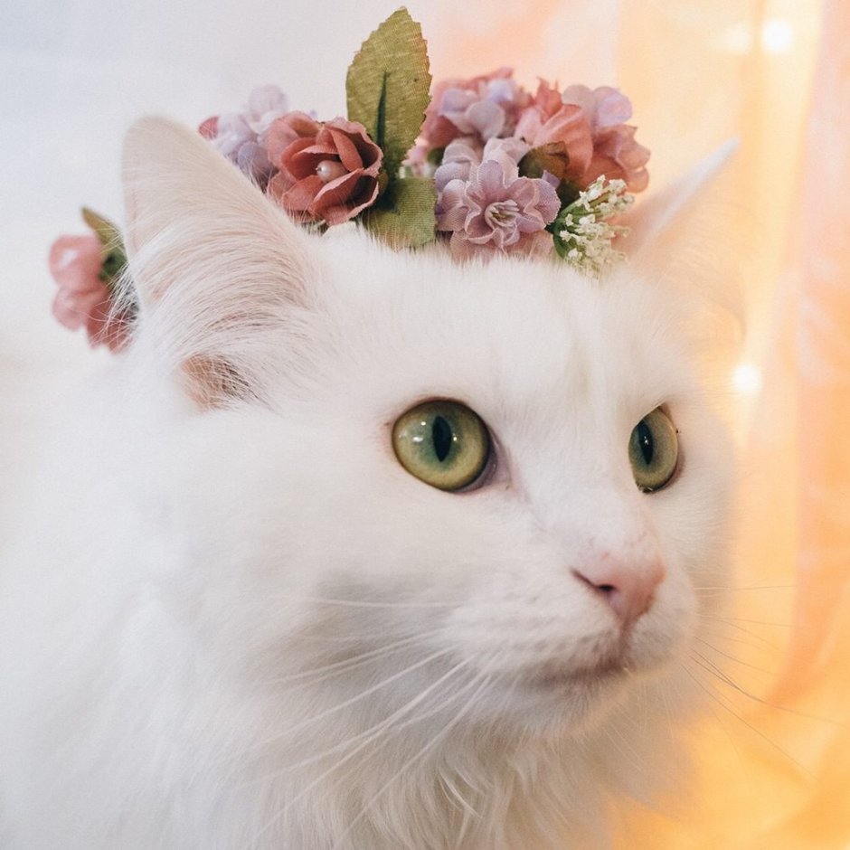 Котик с венком
