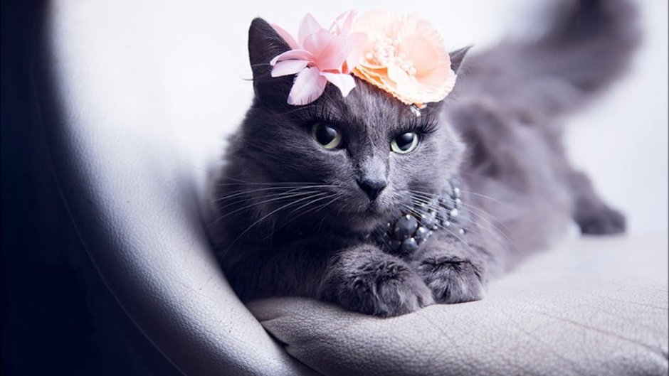 Кот с бантом
