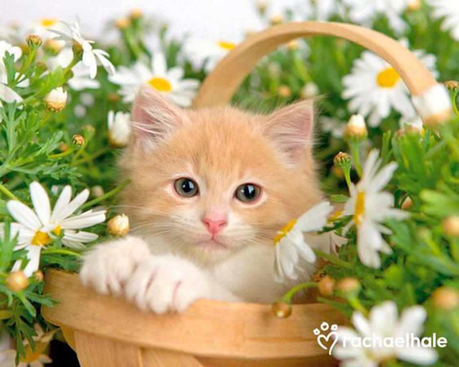 Котенок в ромашках
