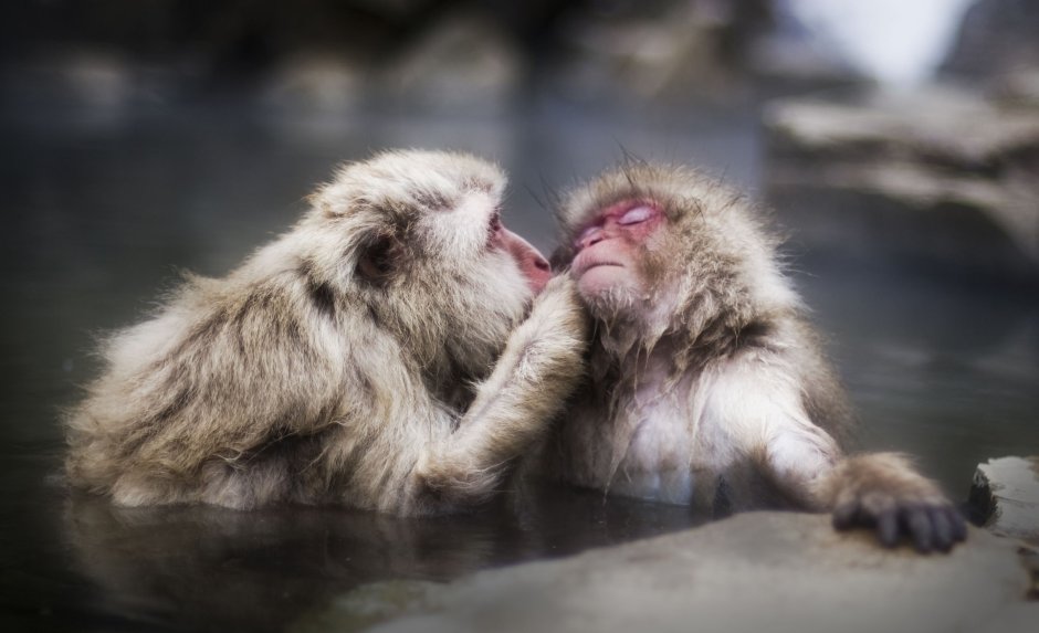 Животные обнимаются