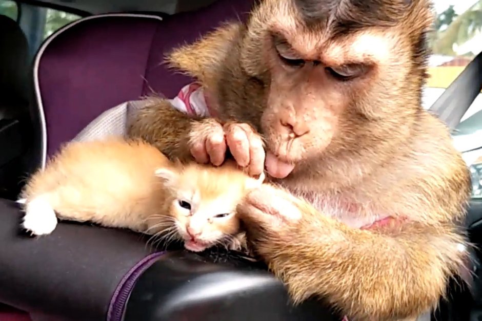 Обезьяна с фруктами