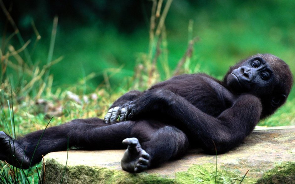 Обезьяна и котенок