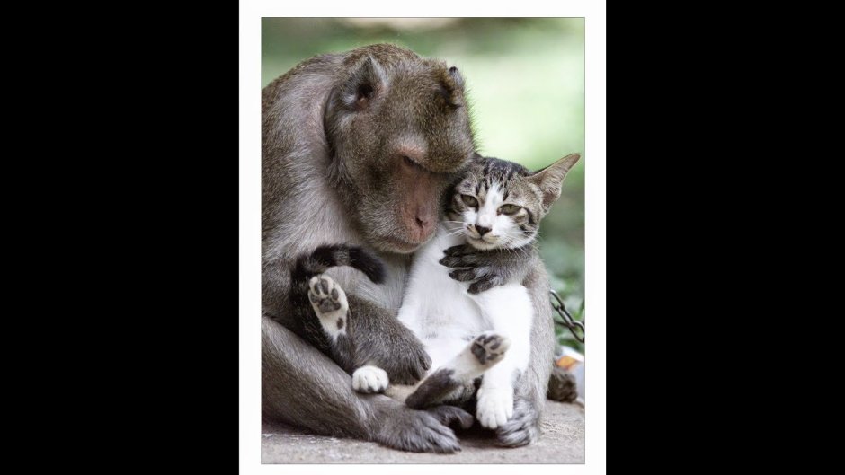 Обезьяна иллюстрация