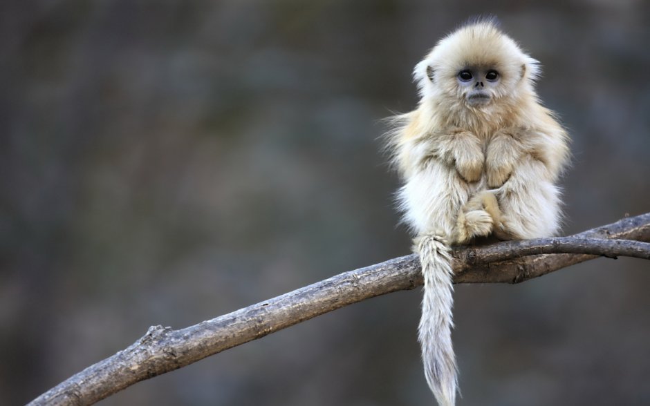 Тигр и обезьяна