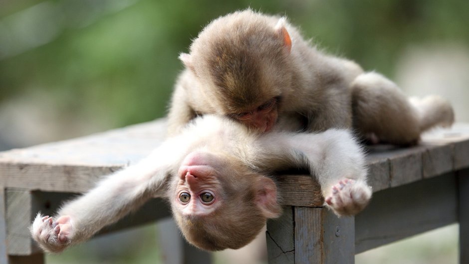 Обезьяна целует кошку