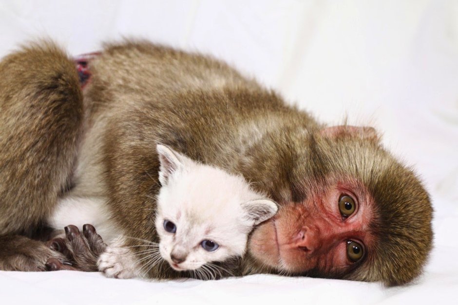 Обезьянка смеется