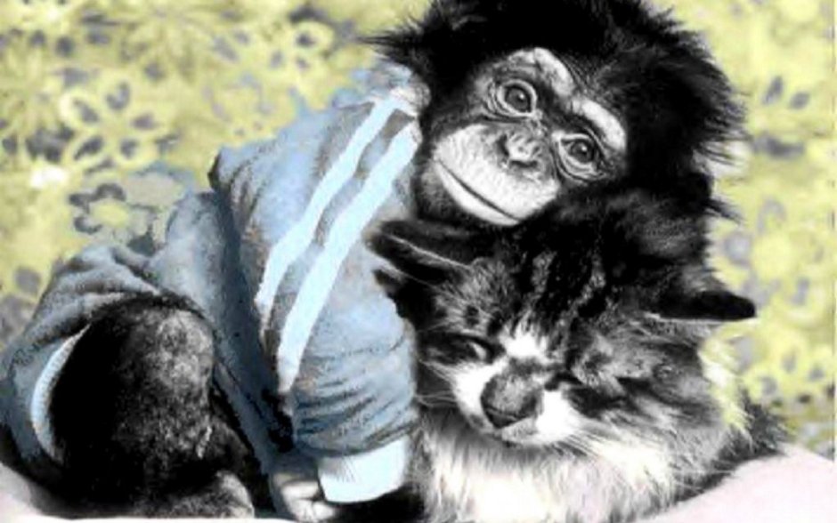 Обезьянка и рыжий кот