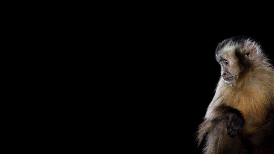 Обезьяна на фоне гор