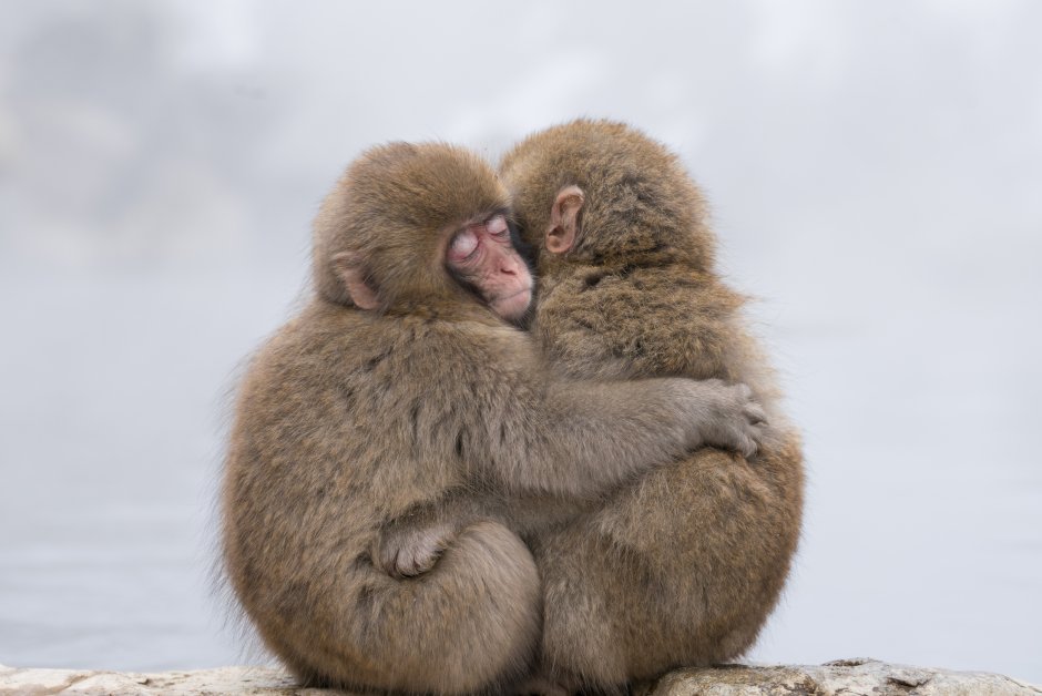 Золотистая курносая обезьяна