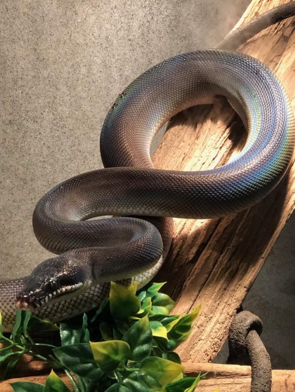 Bothrochilus albertisii