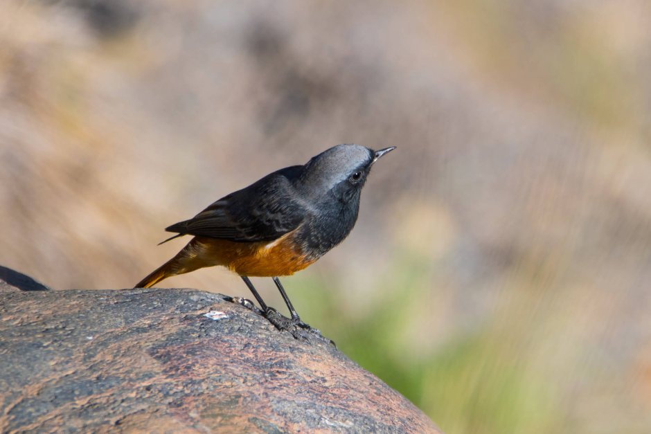 Black Redstart (14-20g) Scientific name: Phoenicurus ochruros