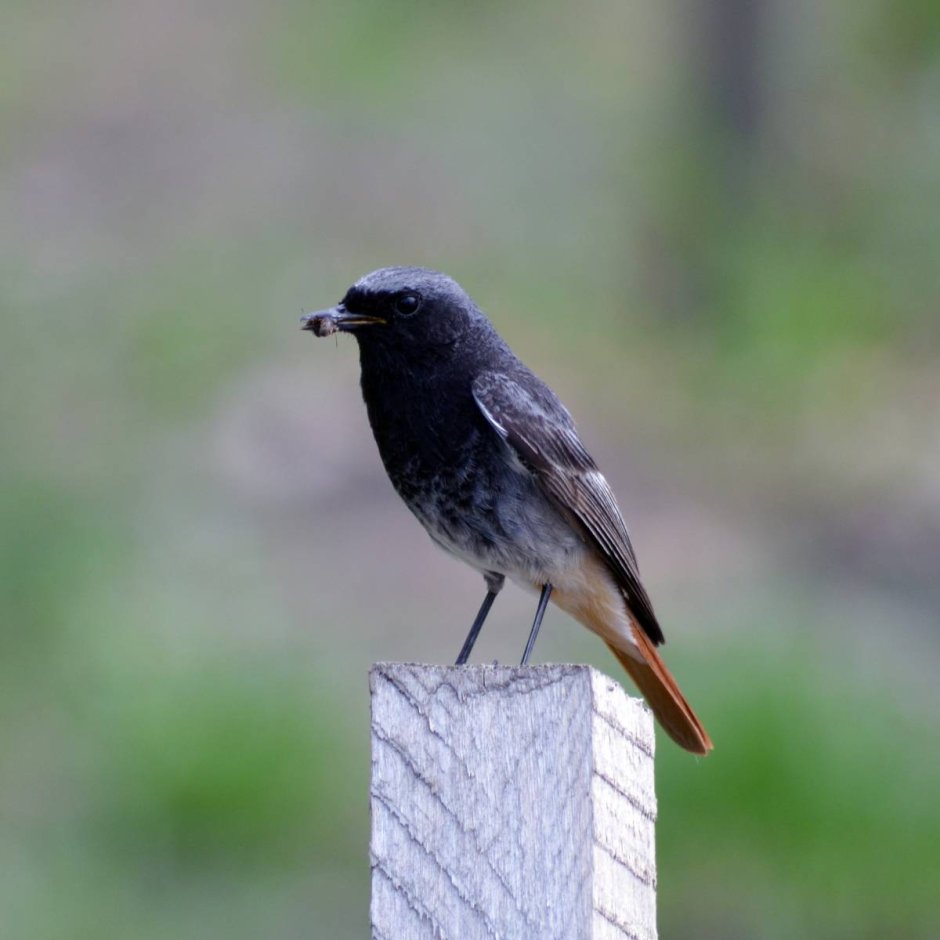Black Redstart