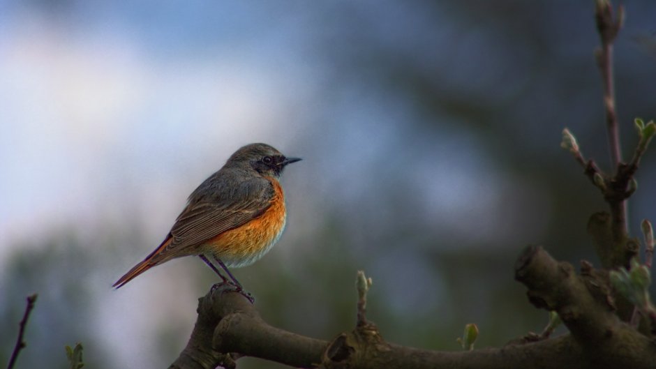 Phoenicurus ochruros