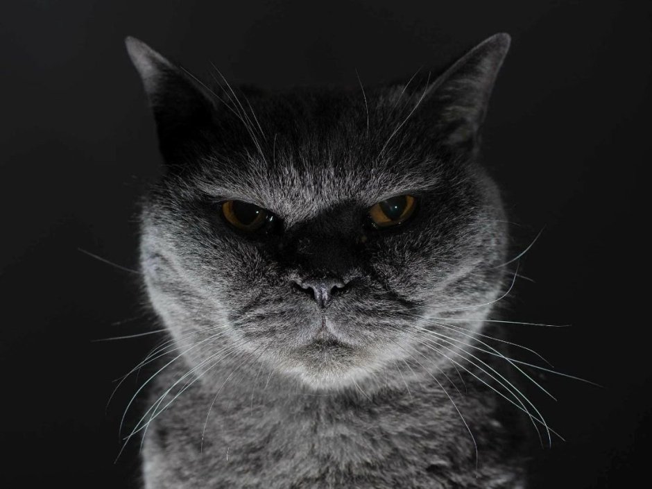 Строгий кот