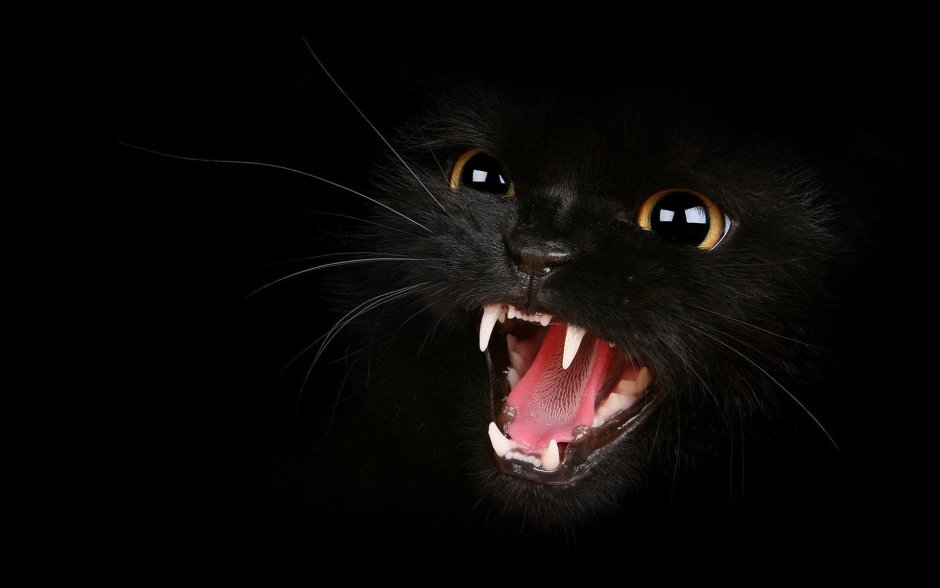 Кошачий оскал