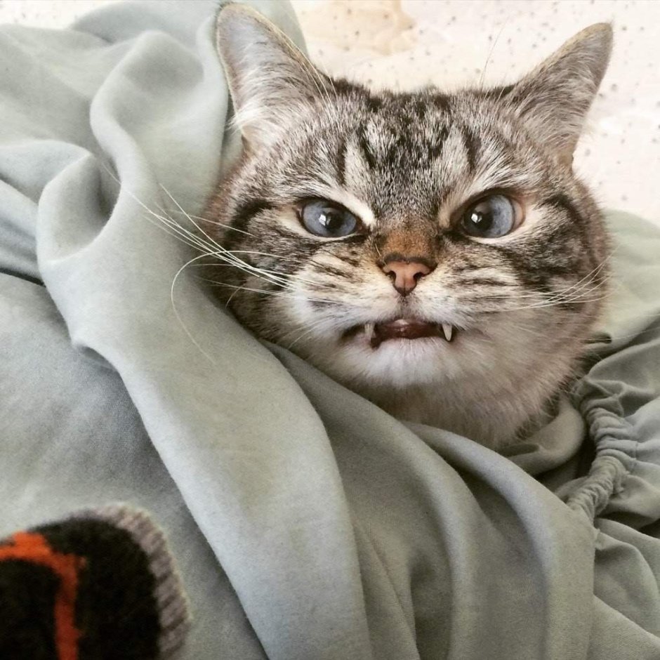 Злой кот