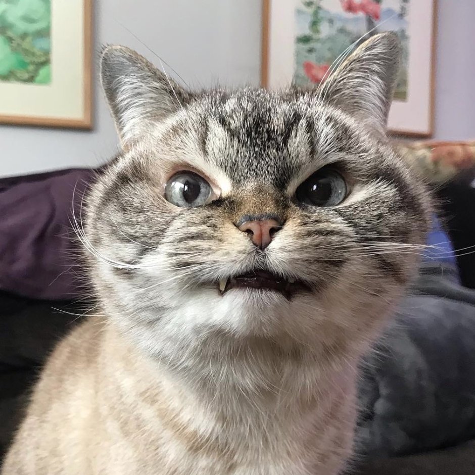 Злые коты