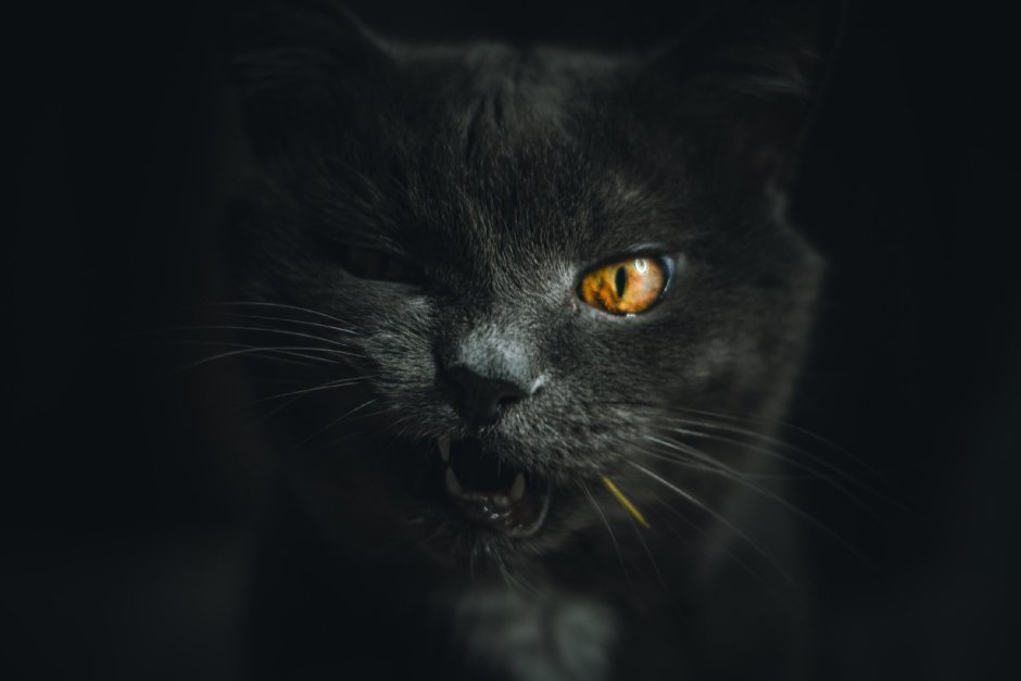 Кошачья морда на черном фоне