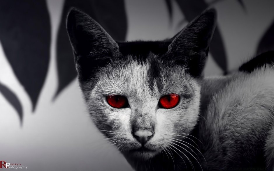 Раздраженный кот