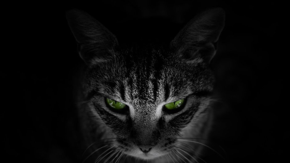 Кот на темном фоне