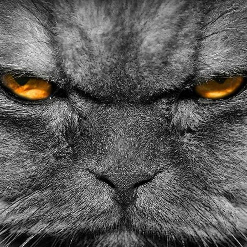 Британская вислоухая кошка злая