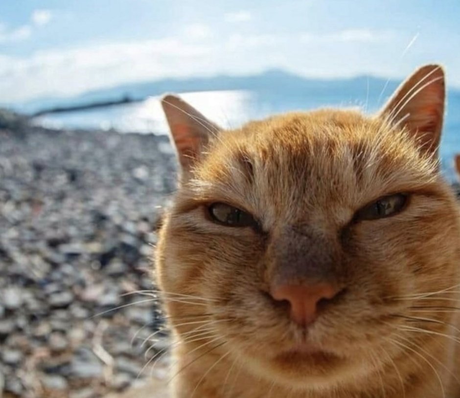 Смешная морда кота