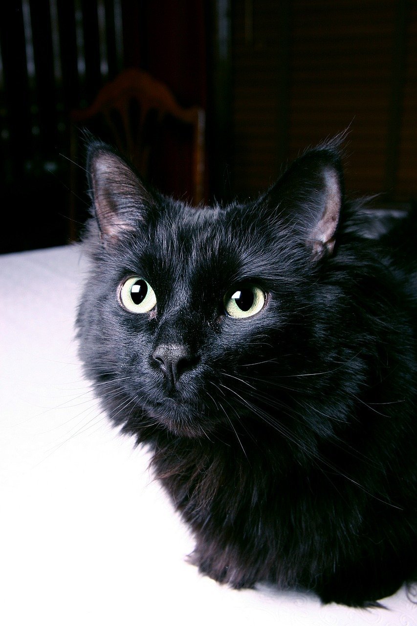 Бомбейская кошка длинношерстная