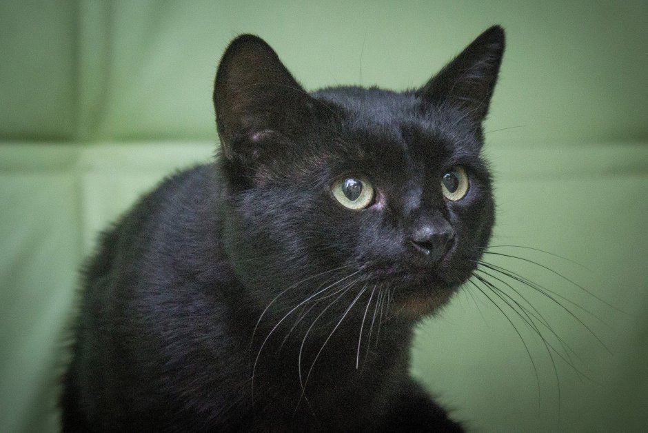 Бомбейская кошка