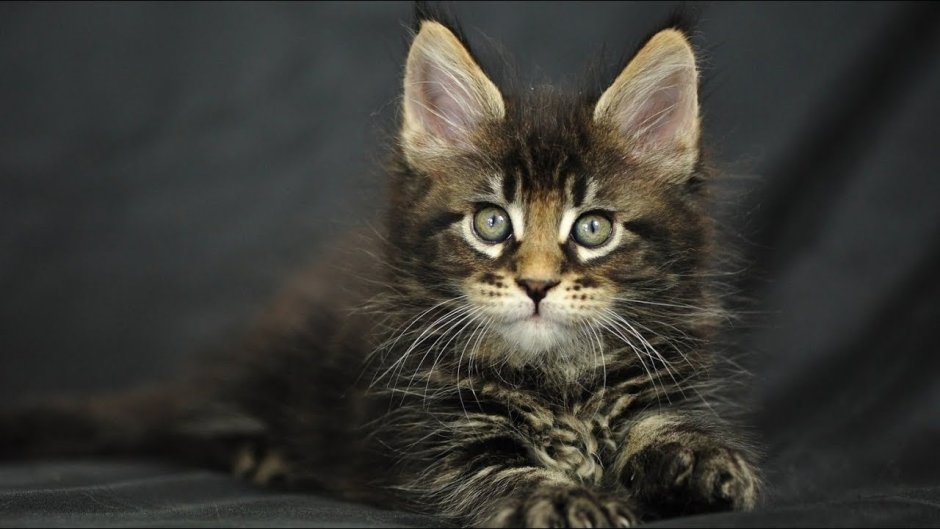 Метис бомбейской кошки