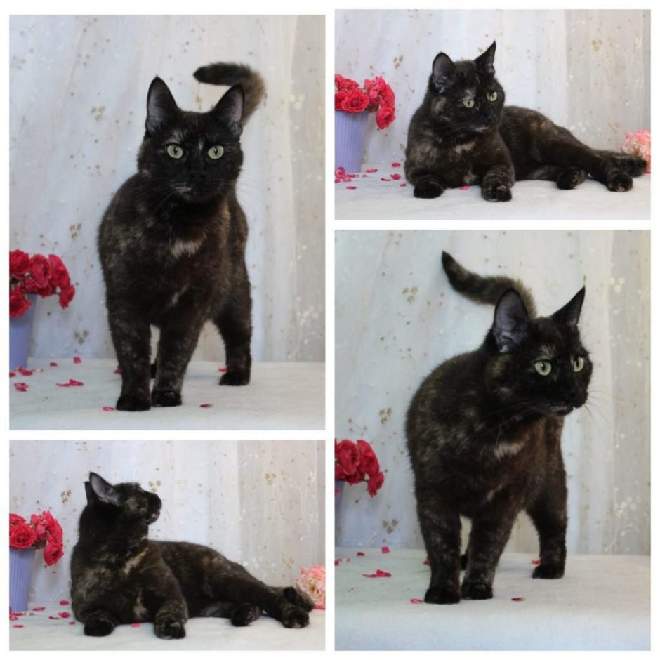 Черный кот умывается