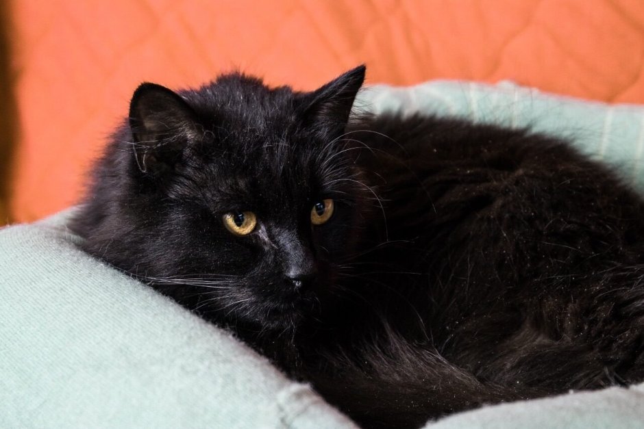 Бомбейская кошка с белой грудкой