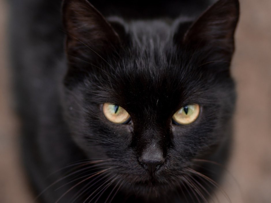 Европейская короткошерстная кошка черная дымчатая