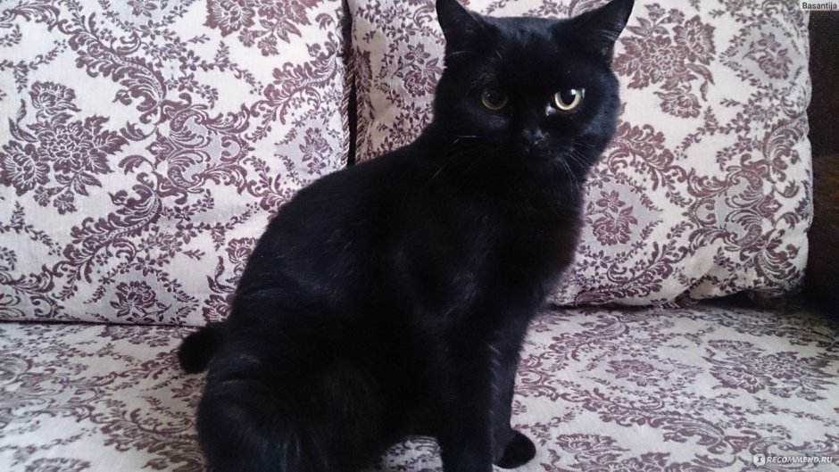 Европейская короткошерстная кошка черная