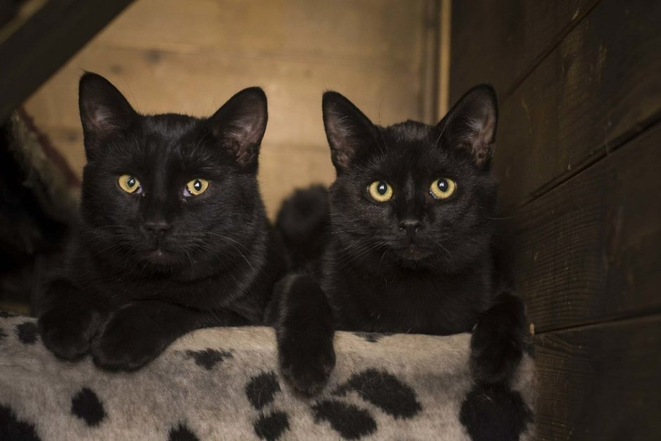 Две чёрные кошечки