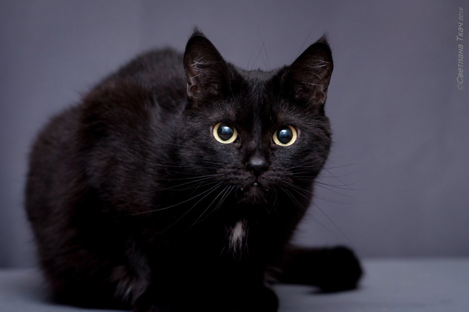 Василиса Васильевна кошка