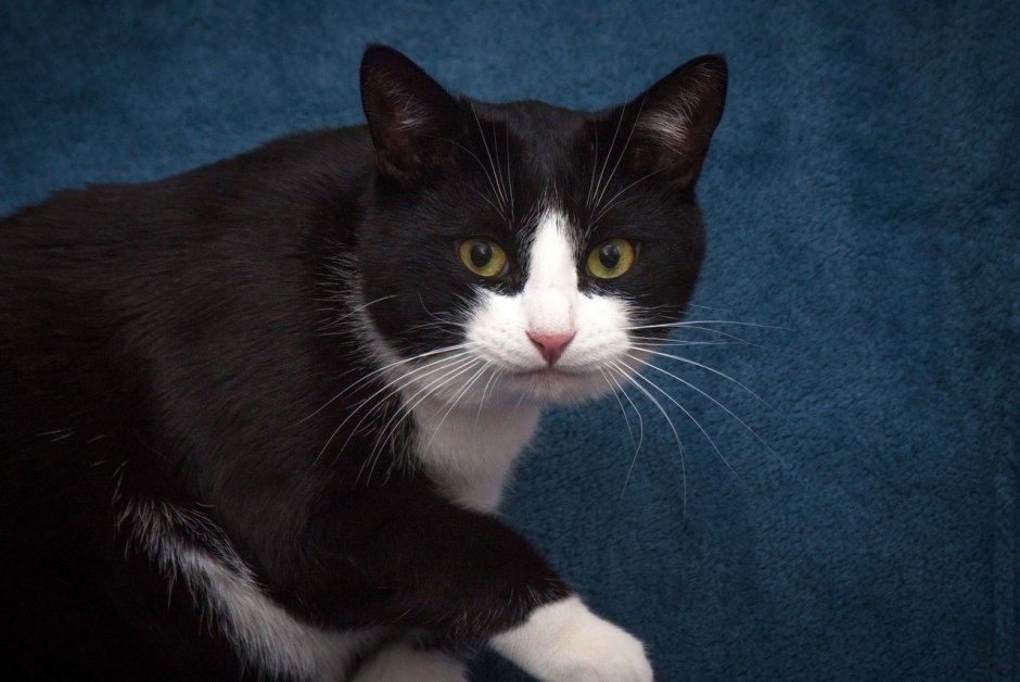 Британец гладкошерстный черный