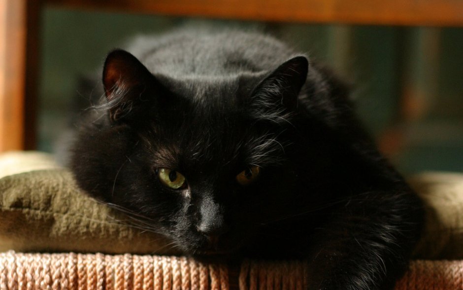 Длинношерстная Британская кошка черная