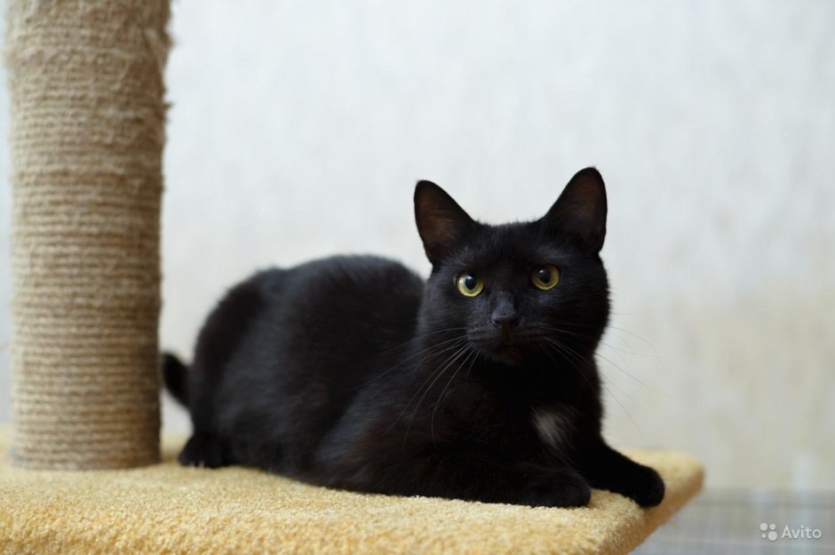 Сибирская гладкошерстная кошка чёрная