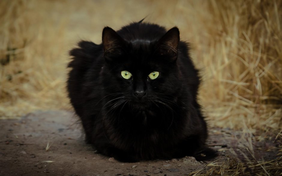 Злой черный кот