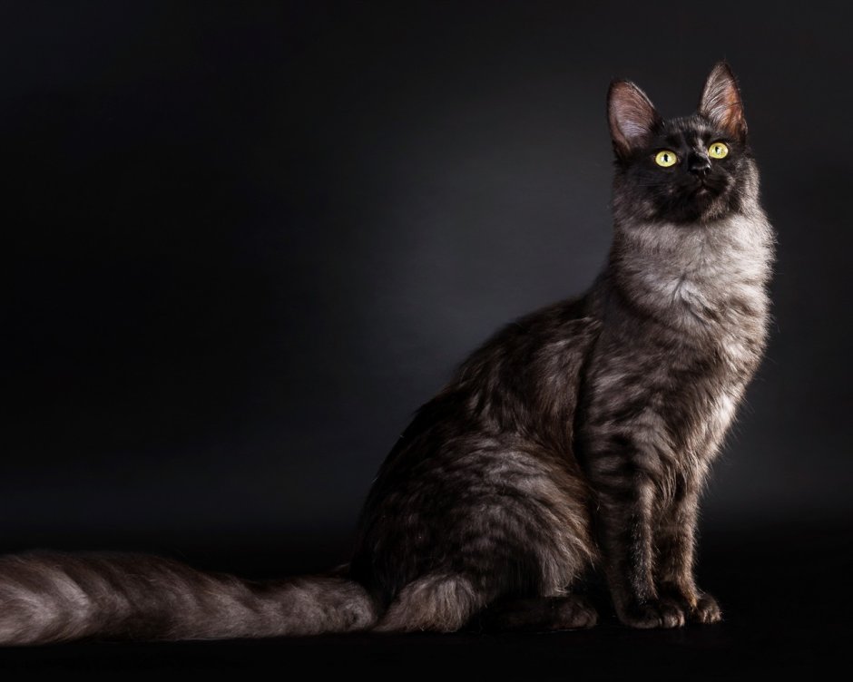 Сибирский кот черный метис