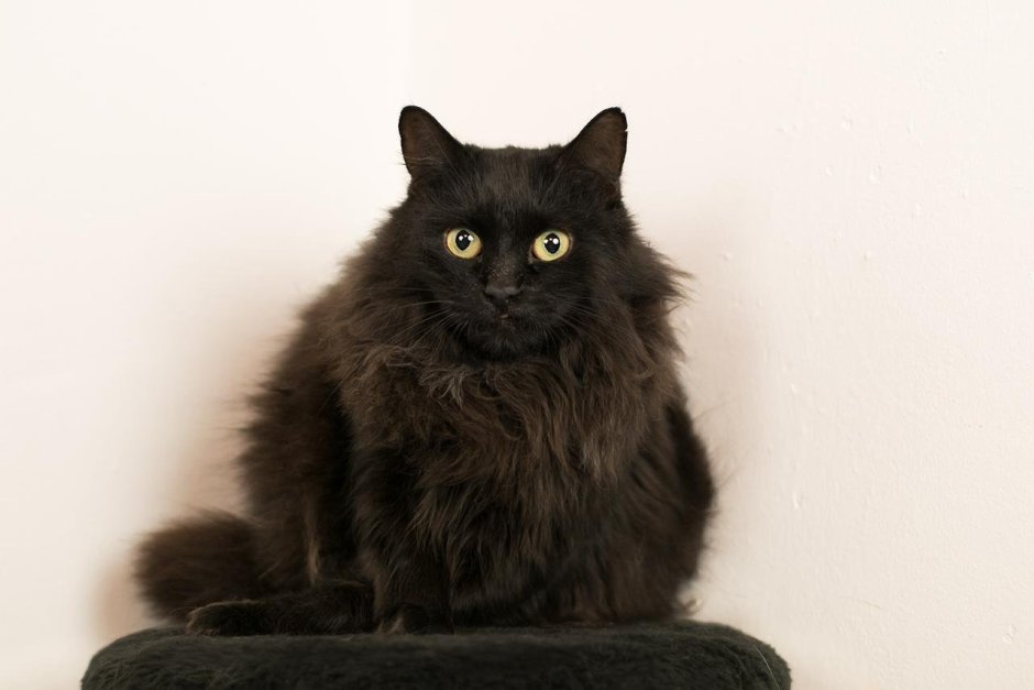 Порода метис кот черный