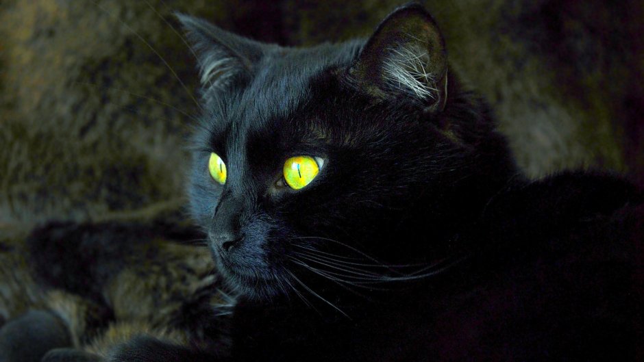 Картинки на рабочий стол черный кот
