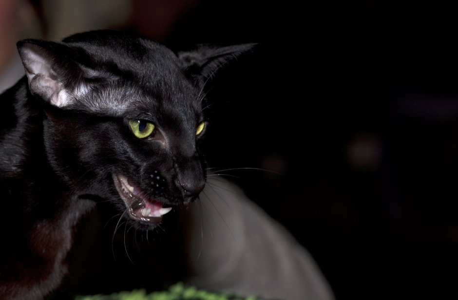 Бомбейская кошка длинношерстная