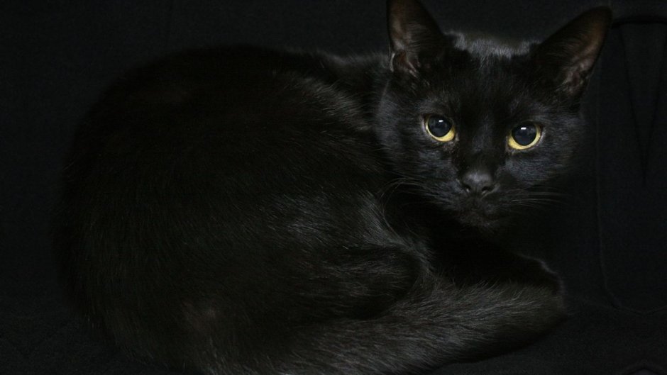 Черная кошка
