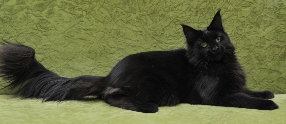 Бомбейская кошка короткошерстная черная